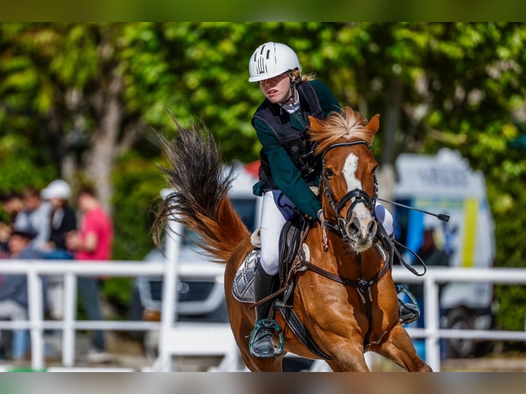 American Quarter Horse Castrone 15 Anni 145 cm Baio chiaro in Morata De Taju&#xF1;a