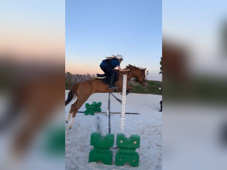 American Quarter Horse Castrone 15 Anni 145 cm Baio chiaro in Morata De Taju&#xF1;a