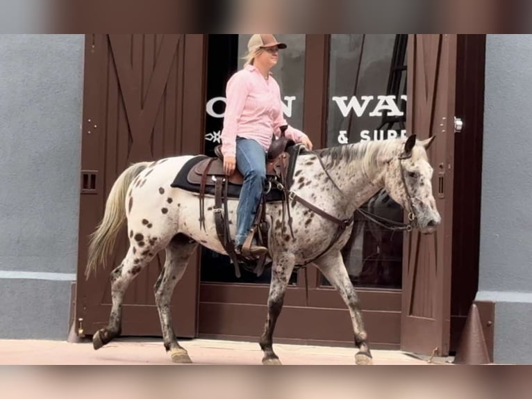 American Quarter Horse Castrone 15 Anni 145 cm Baio ciliegia in Weatherford TX