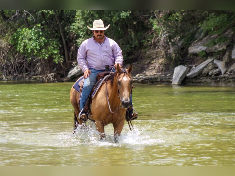 American Quarter Horse Castrone 15 Anni 145 cm Pelle di daino in Stephenville TX