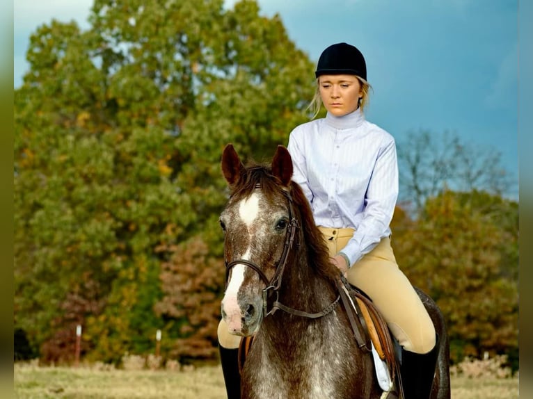 American Quarter Horse Castrone 15 Anni 145 cm Roano rosso in Quitman AR