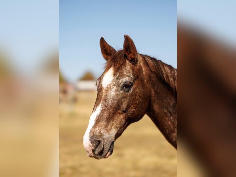 American Quarter Horse Castrone 15 Anni 145 cm Roano rosso in Quitman AR