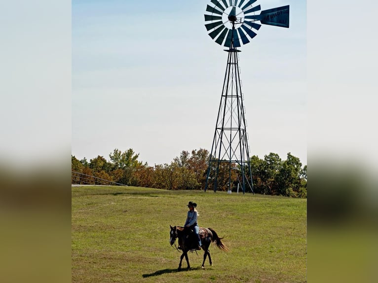 American Quarter Horse Castrone 15 Anni 145 cm Roano rosso in Quitman AR