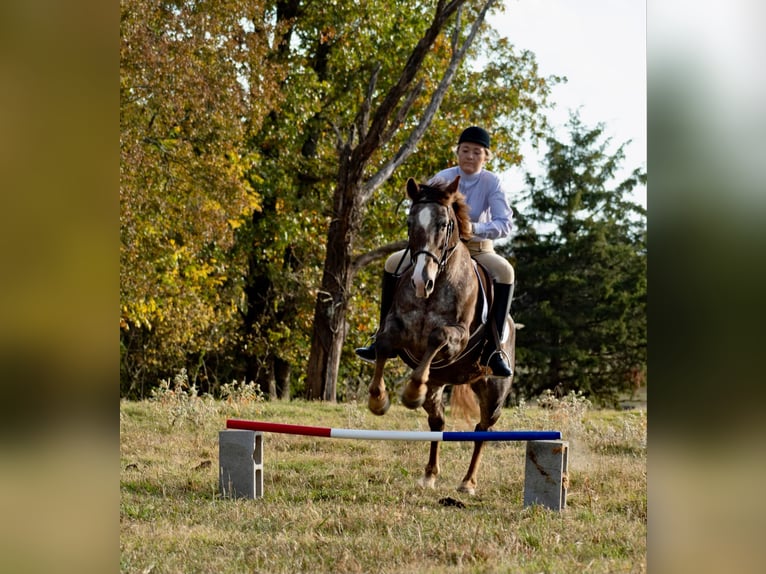 American Quarter Horse Castrone 15 Anni 145 cm Roano rosso in Quitman AR