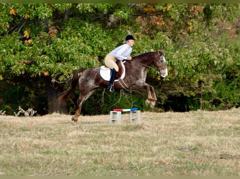 American Quarter Horse Castrone 15 Anni 145 cm Roano rosso in Quitman AR