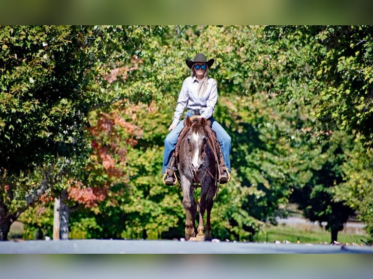 American Quarter Horse Castrone 15 Anni 145 cm Roano rosso in Quitman AR