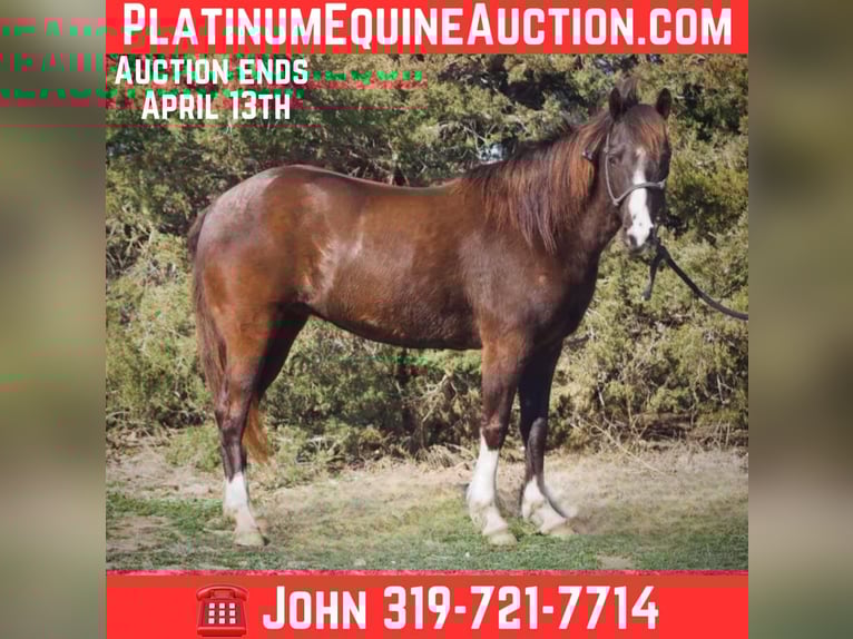 American Quarter Horse Castrone 15 Anni 145 cm Sauro ciliegia in Weatherford TX