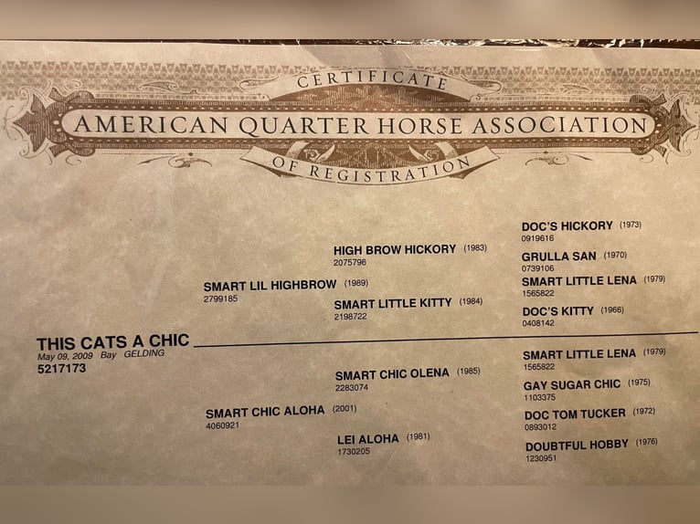 American Quarter Horse Castrone 15 Anni 147 cm Baio ciliegia in Mountain Grove MO
