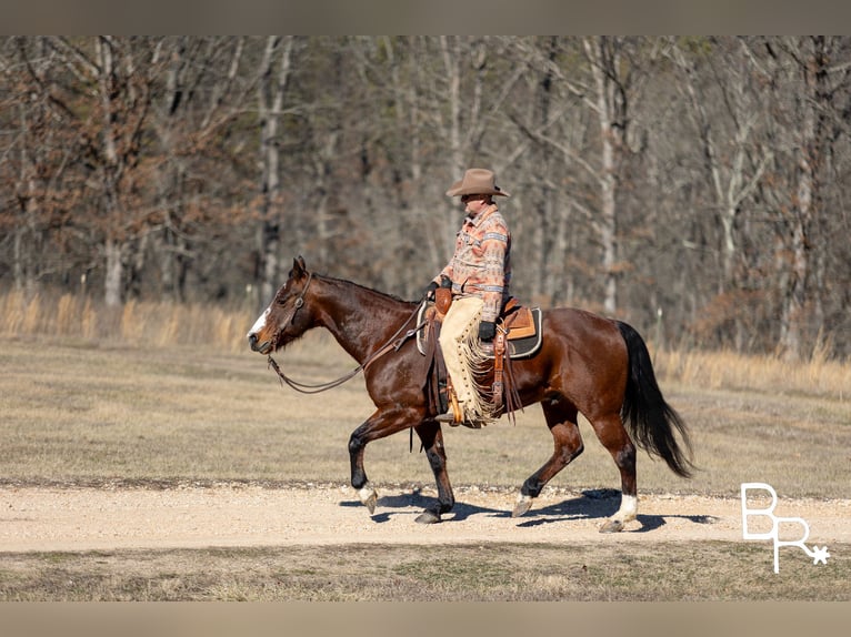 American Quarter Horse Castrone 15 Anni 147 cm Baio ciliegia in Mountain Grove MO