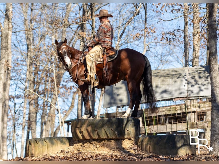 American Quarter Horse Castrone 15 Anni 147 cm Baio ciliegia in Mountain Grove MO