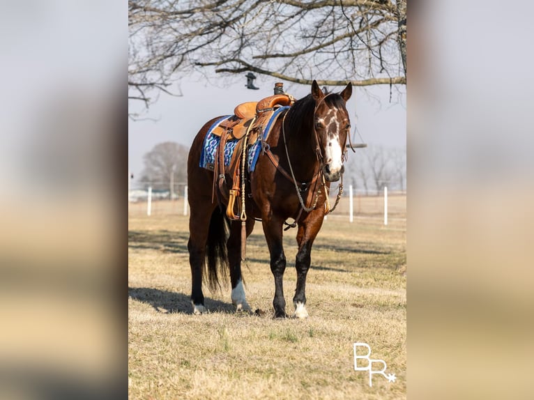 American Quarter Horse Castrone 15 Anni 147 cm Baio ciliegia in Mountain Grove MO