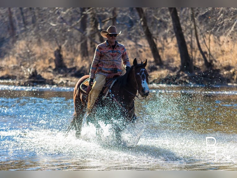 American Quarter Horse Castrone 15 Anni 147 cm Baio ciliegia in Mountain Grove MO