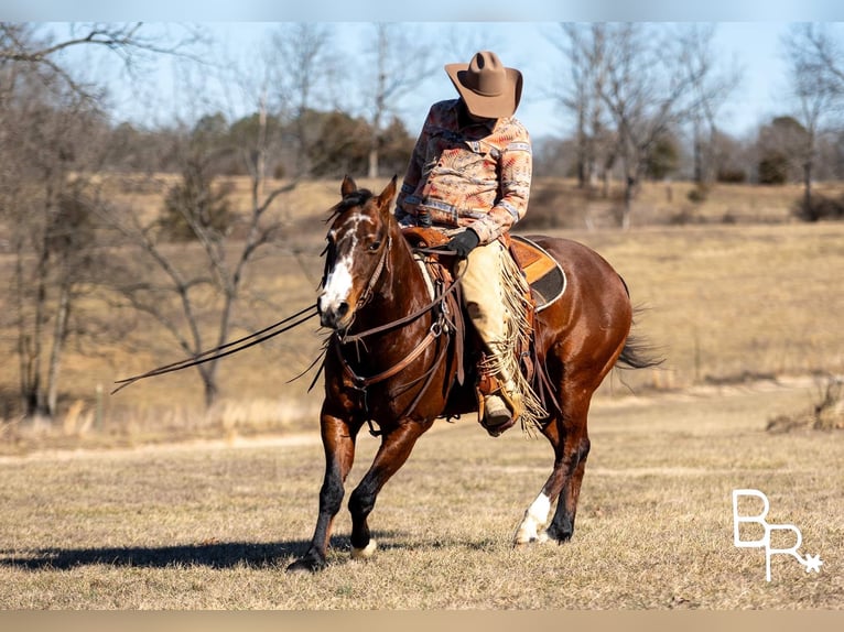 American Quarter Horse Castrone 15 Anni 147 cm Baio ciliegia in Mountain Grove MO