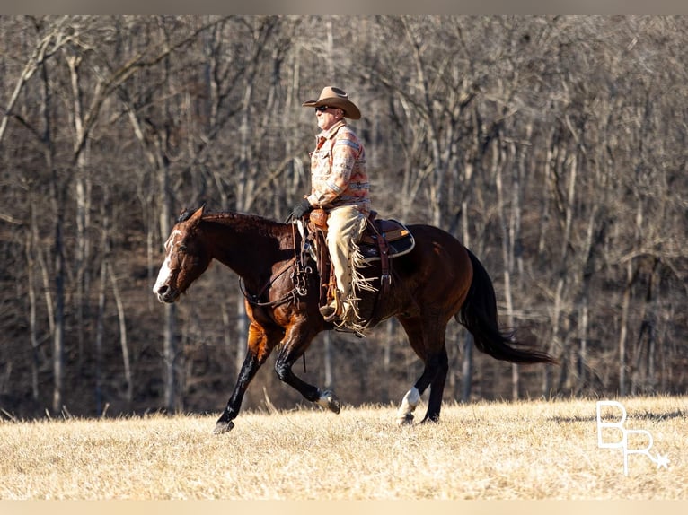 American Quarter Horse Castrone 15 Anni 147 cm Baio ciliegia in Mountain Grove MO