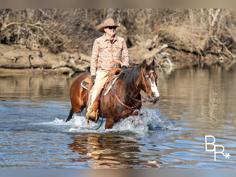 American Quarter Horse Castrone 15 Anni 147 cm Baio ciliegia in Mountain Grove MO