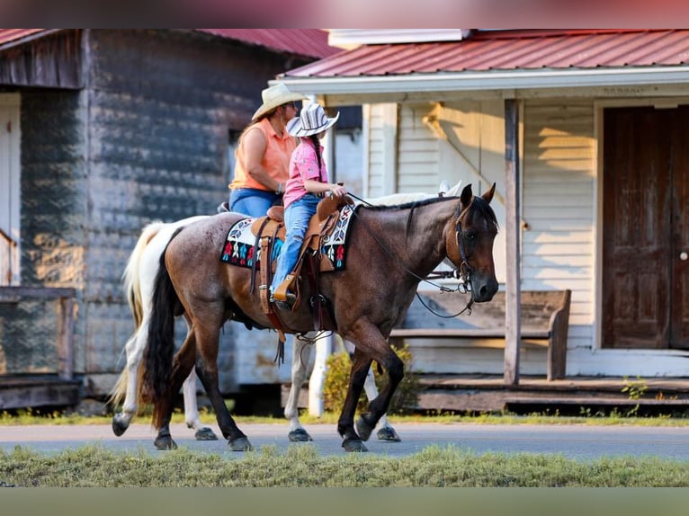 American Quarter Horse Castrone 15 Anni 147 cm Baio roano in Mt Hope Al