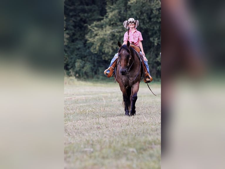 American Quarter Horse Castrone 15 Anni 147 cm Baio roano in Mt Hope Al