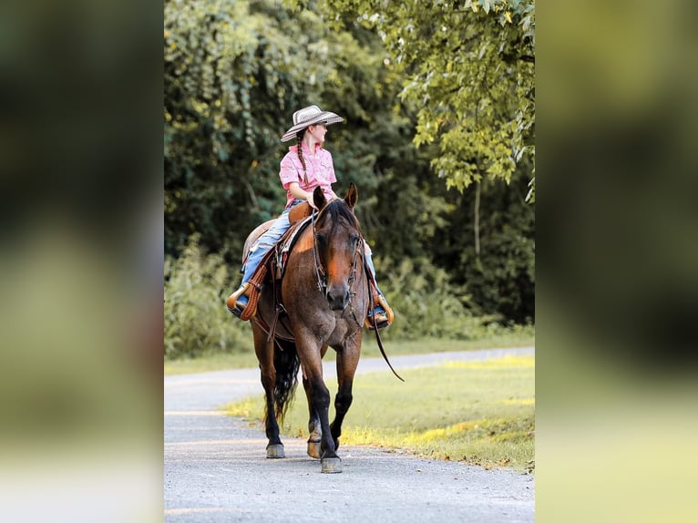 American Quarter Horse Castrone 15 Anni 147 cm Baio roano in Mt Hope Al