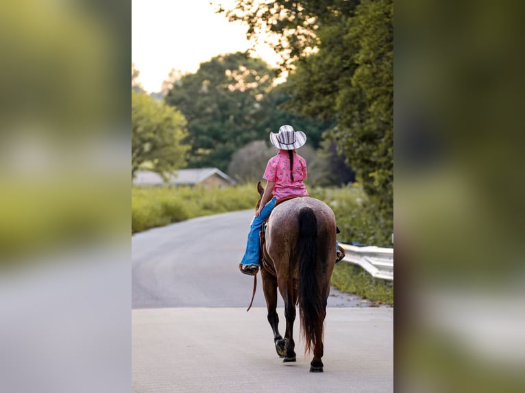 American Quarter Horse Castrone 15 Anni 147 cm Baio roano in Mt Hope Al