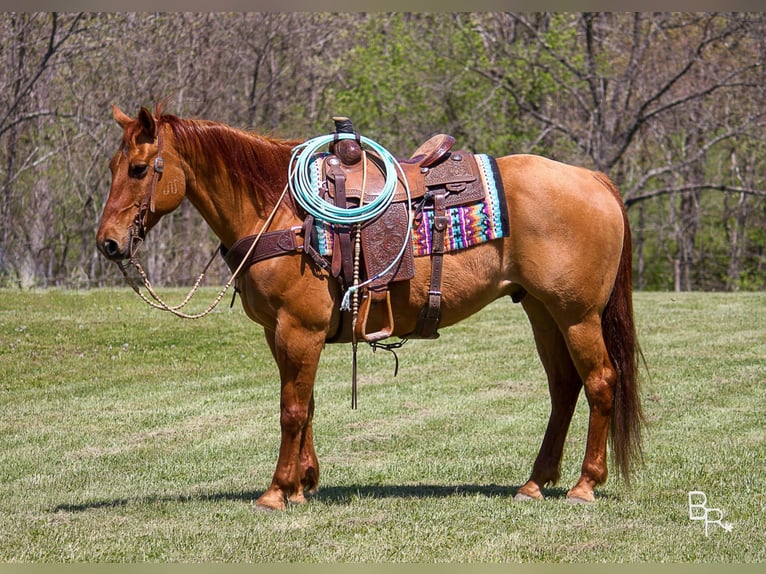 American Quarter Horse Castrone 15 Anni 147 cm Falbo in Moutain Grove MO