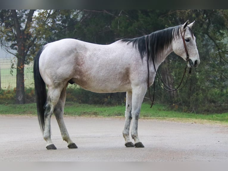 American Quarter Horse Castrone 15 Anni 147 cm Grigio in Cushing OK