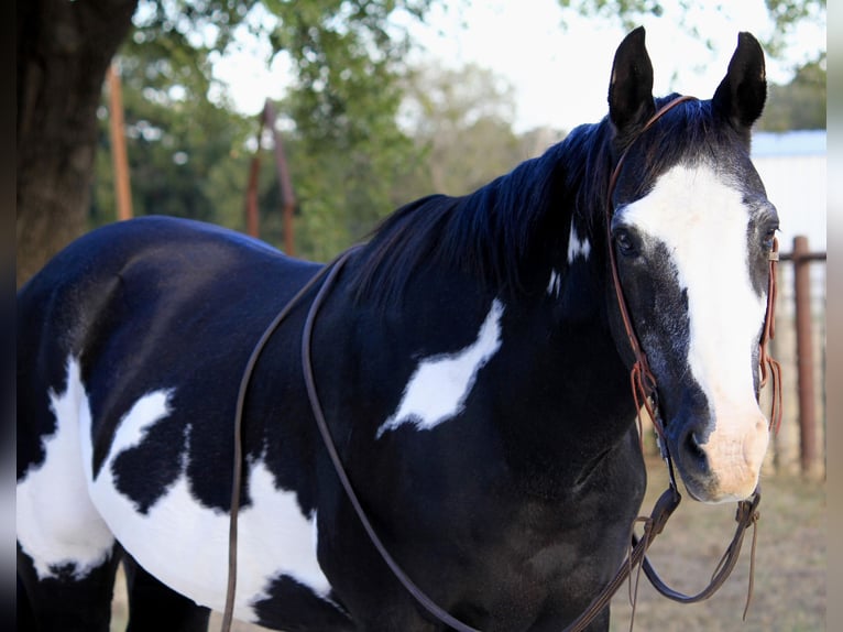 American Quarter Horse Castrone 15 Anni 147 cm Overo-tutti i colori in Weatherford TX