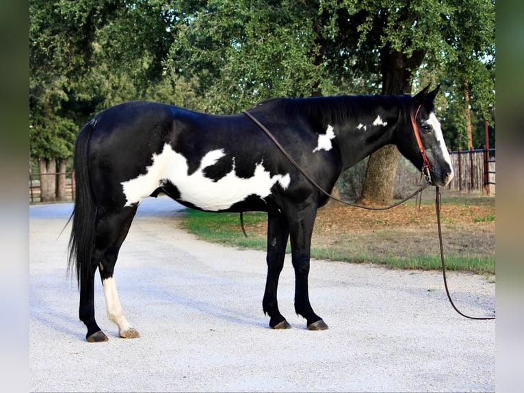 American Quarter Horse Castrone 15 Anni 147 cm Overo-tutti i colori in Weatherford TX