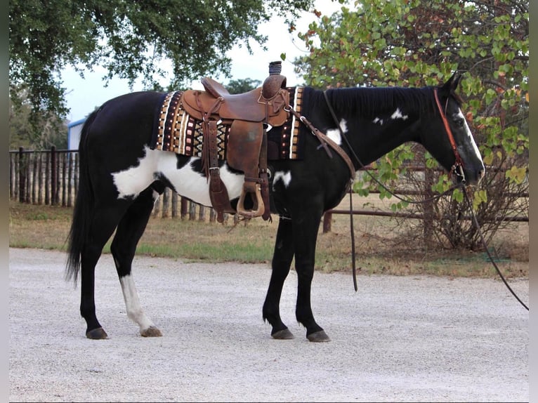 American Quarter Horse Castrone 15 Anni 147 cm Overo-tutti i colori in Weatherford TX