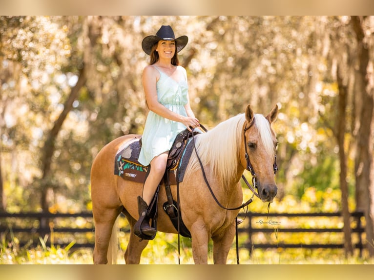 American Quarter Horse Castrone 15 Anni 147 cm Palomino in Brooksville FL