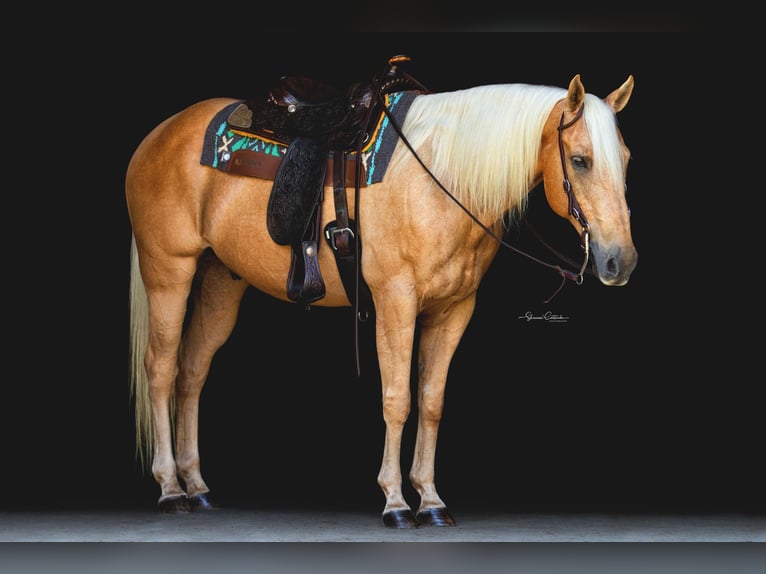 American Quarter Horse Castrone 15 Anni 147 cm Palomino in Brooksville FL