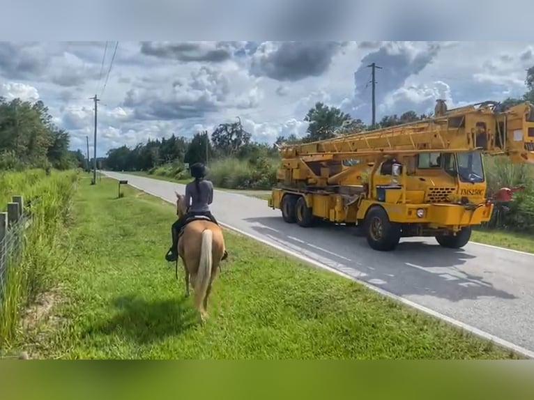 American Quarter Horse Castrone 15 Anni 147 cm Palomino in Brooksville FL