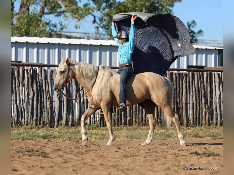 American Quarter Horse Castrone 15 Anni 147 cm Palomino in Weatherford TX