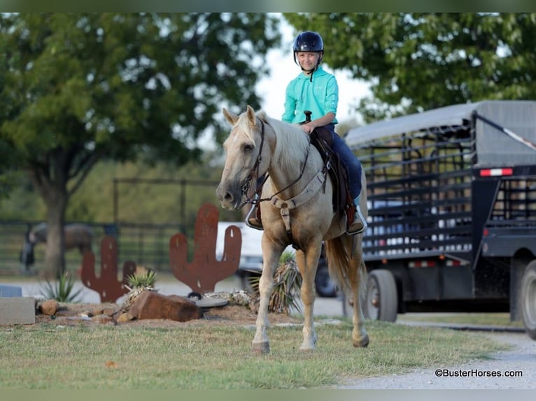 American Quarter Horse Castrone 15 Anni 147 cm Palomino in Weatherford TX