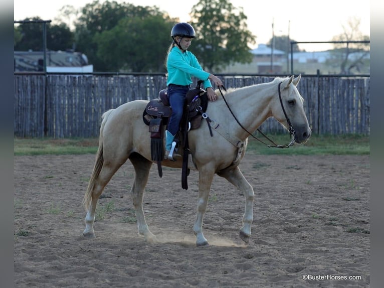 American Quarter Horse Castrone 15 Anni 147 cm Palomino in Weatherford TX