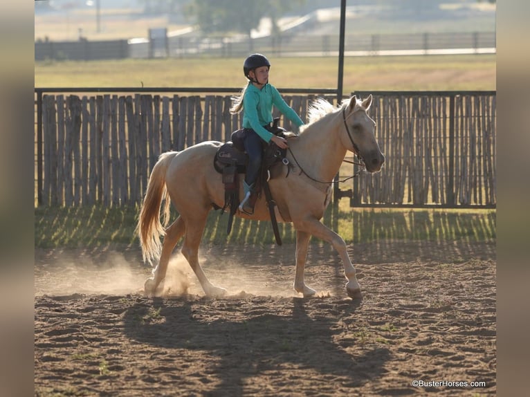 American Quarter Horse Castrone 15 Anni 147 cm Palomino in Weatherford TX