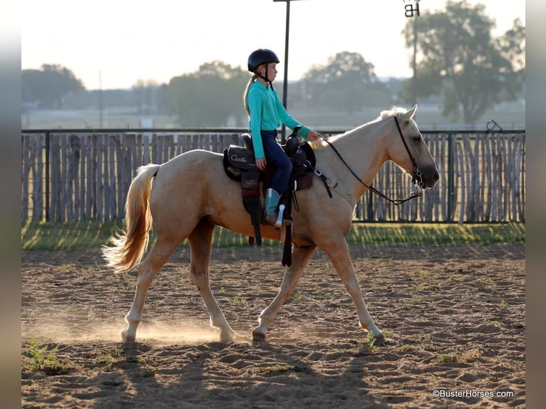 American Quarter Horse Castrone 15 Anni 147 cm Palomino in Weatherford TX