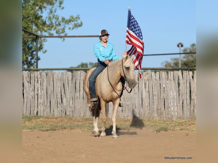 American Quarter Horse Castrone 15 Anni 147 cm Palomino in Weatherford TX