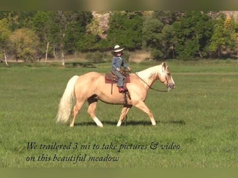 American Quarter Horse Castrone 15 Anni 147 cm Palomino in Rushville, NE