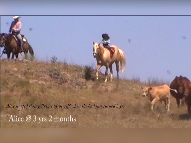 American Quarter Horse Castrone 15 Anni 147 cm Palomino in Rushville, NE