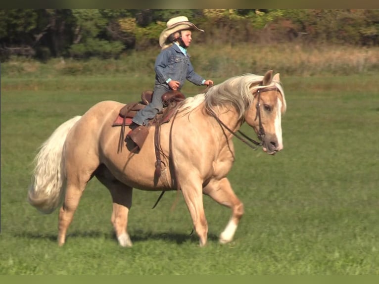 American Quarter Horse Castrone 15 Anni 147 cm Palomino in Rushville, NE