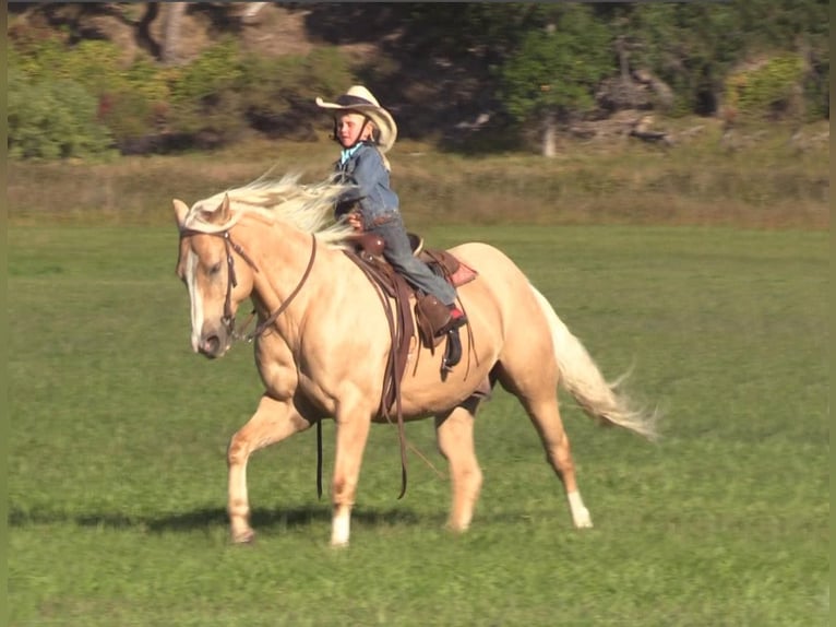 American Quarter Horse Castrone 15 Anni 147 cm Palomino in Rushville, NE