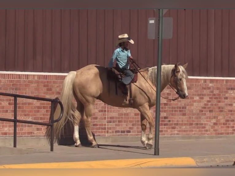 American Quarter Horse Castrone 15 Anni 147 cm Palomino in Rushville, NE