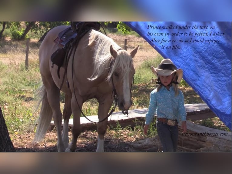 American Quarter Horse Castrone 15 Anni 147 cm Palomino in Rushville, NE