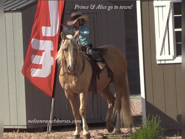 American Quarter Horse Castrone 15 Anni 147 cm Palomino in Rushville, NE