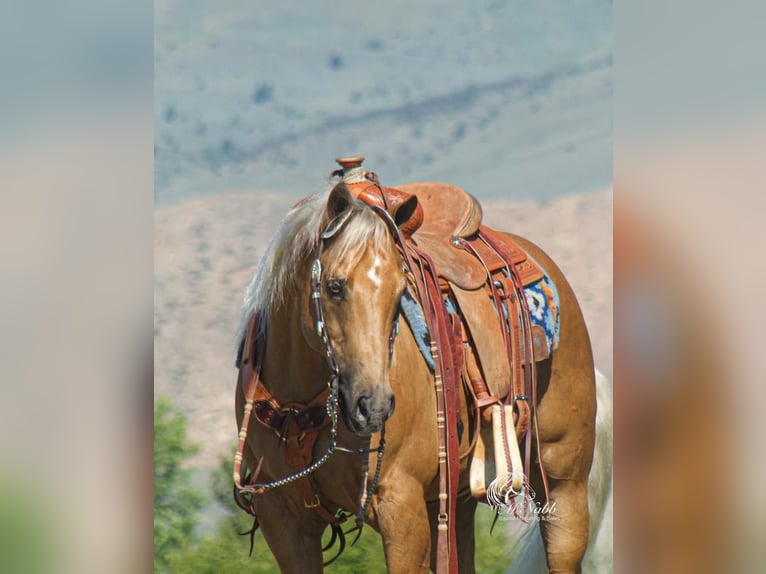 American Quarter Horse Castrone 15 Anni 147 cm Palomino in Cody, WY