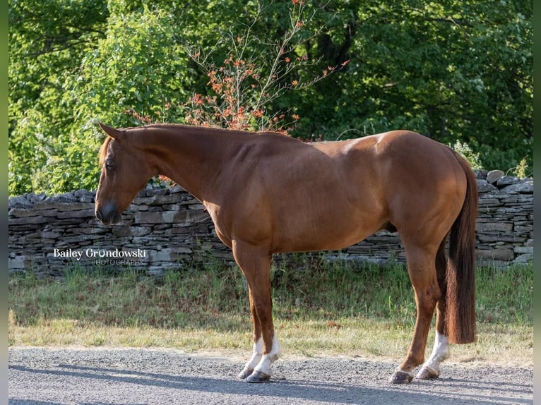 American Quarter Horse Castrone 15 Anni 147 cm Sauro scuro in Everett PA