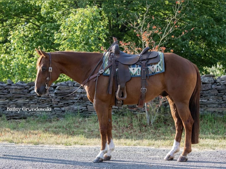 American Quarter Horse Castrone 15 Anni 147 cm Sauro scuro in Everett PA