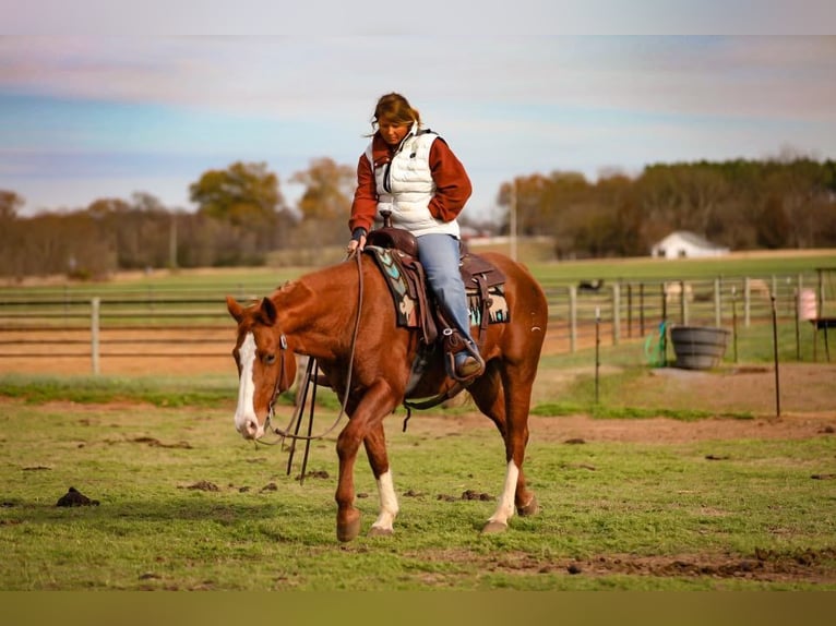 American Quarter Horse Castrone 15 Anni 147 cm Sauro scuro in Mt HOpe AL