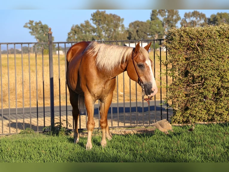 American Quarter Horse Castrone 15 Anni 147 cm Sauro scuro in Pleasant Grove CA