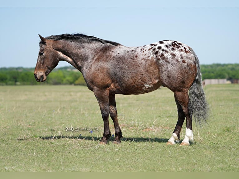 American Quarter Horse Castrone 15 Anni 147 cm Sauro scuro in wACO tx